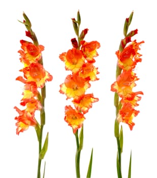 Red and yellow beautiful gladiolus isolated on white background.