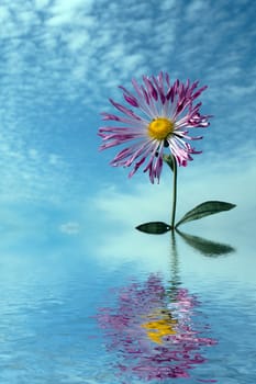 single chrysanthemum over cloudy sky in autumn flooding in water