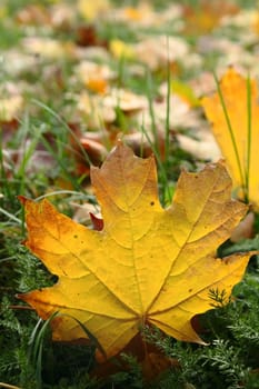 close-up yellow leave among green grass in autumn