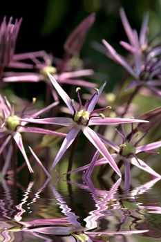 close-up big allium flower in blossom flood in water