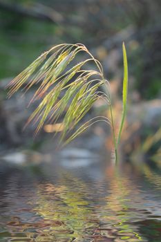 earn over water against sunset macro shot