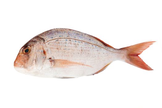 pink sea bream isolated on white background with clipping path