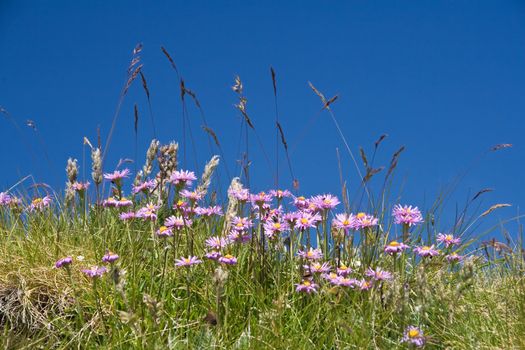meadow on summer with Aster Alpinus flowers under a bright blue sky