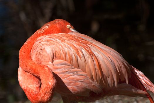 Close up on a sleeping flamingo