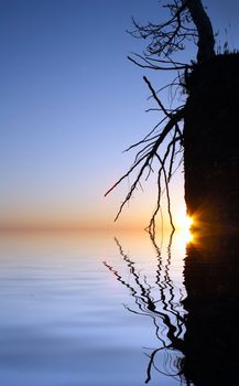 sunset with lonely dry tree on red rock flooding in water