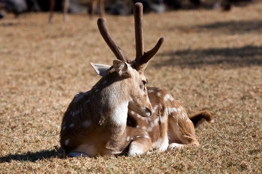 Close up on a deer resting in the grass