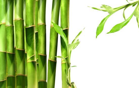 Bamboo shoots stacked side by side
