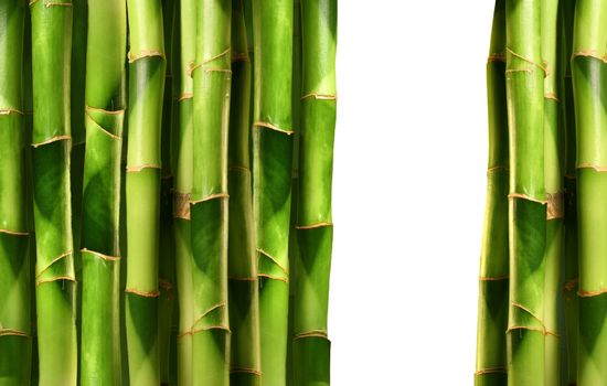 Bamboo shoots stacked side by side