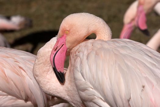 Close up on a flamingo's head