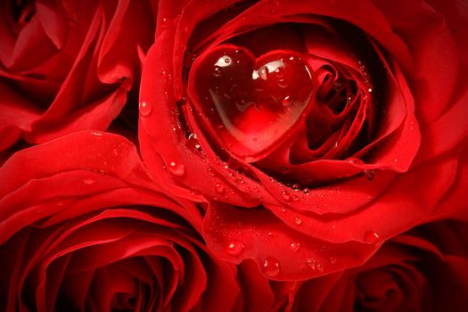 Close-up of a rose with red heart on petal