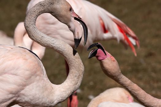 Close up on Greater flamingoes in conversation