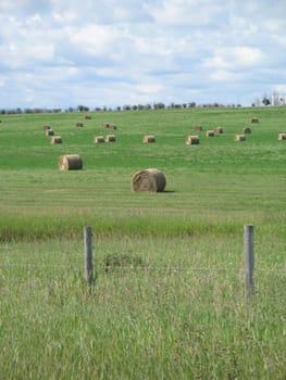 agricultural green field