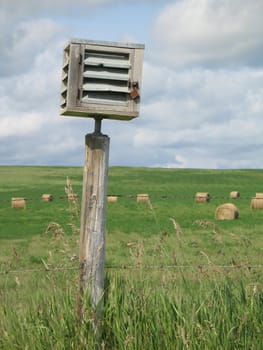 agricultural green field