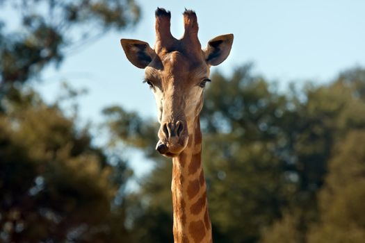 Close up on a giraffe's head