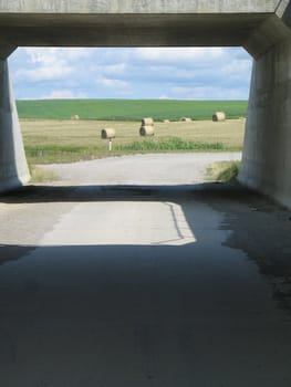 agricultural green field