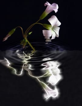 two oxalis flower and sprouts and its abstract reflection