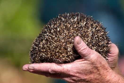 Close up on a hedgehog in a hand