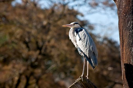Close up on a heron standing on a branch