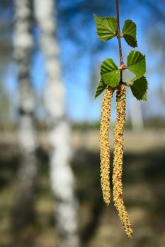 close-up birch catkins shot