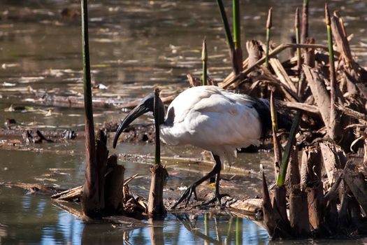 Close up on a sacred ibis looking for food in a lake
