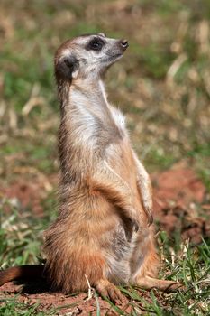 Close up on a meerkat standing upright