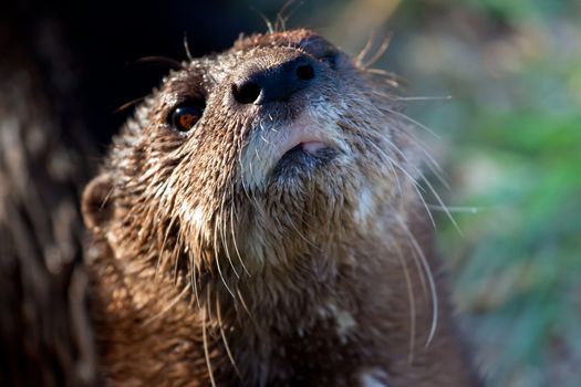 Close up on an otter's head