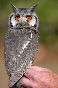 Close up on a southern white-faced owl
