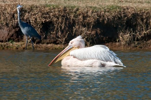 Close up on a pelican swimming in a lake