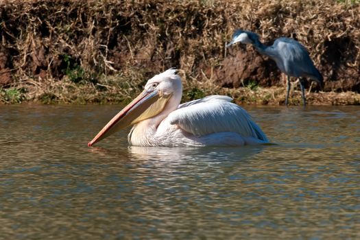 Close up on a pelican swimming in a lake