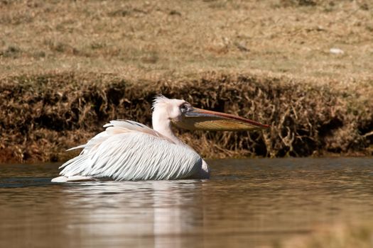 Close up on a pelican swimming in a lake