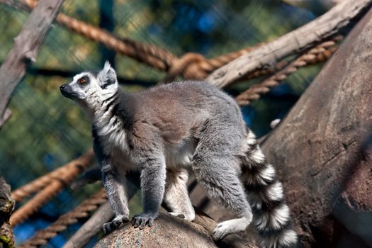 Close up on  aring-tailed lemur in  the zoo
