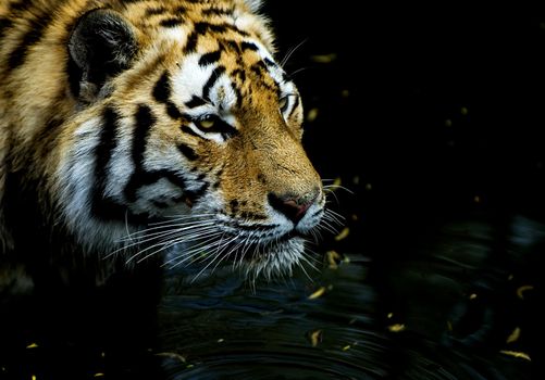 Tiger hunting in low dark water, very focused on its prey.