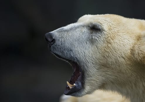 Portrait of a howling polar bear