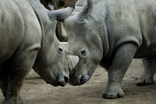 Two rhinos fighting in the Copenhagen ZOO