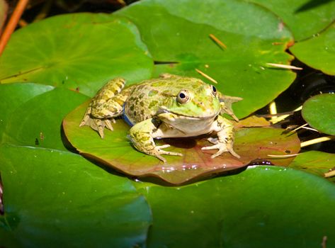 big frog on water-lily leaf