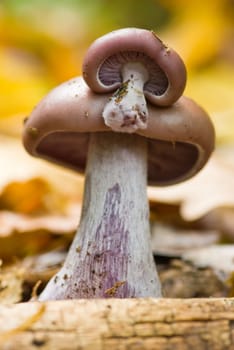 Wood Blewit or Lepista nuda. A close-up of two mushrooms.