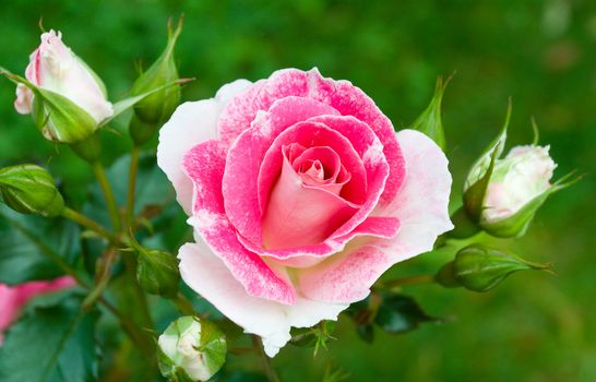 close-up pink-white roses on green grass background