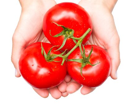 three tomatoes in woman hands, isolated on white