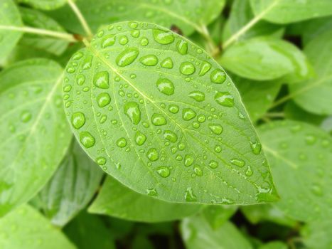 green leaf with water drops/morning dew
