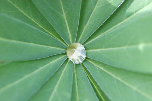 a single clear drop of water in the center of a palm leaf