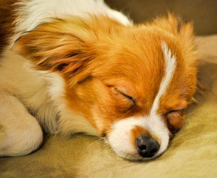 Sleeping Papillon