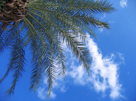 part of palm branch over blue sky