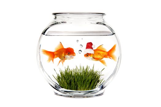 Goldfish Telling Santa What He Wants for Christmas in a Fish Bowl