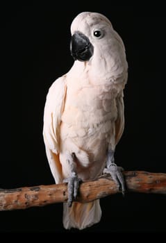 Male Moluccan Salmon Crested Cockatoo on a Wood Perch. Shallow Depth of Field.