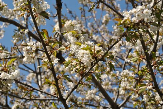 cherry blossoms in the valley of champorcher