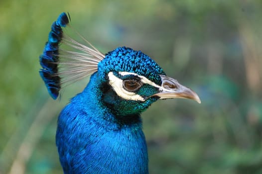 Peacock Stare