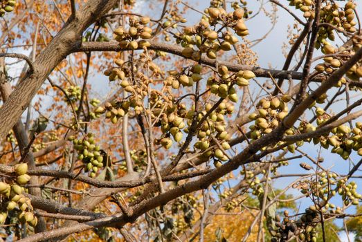 Nuts on the Trees