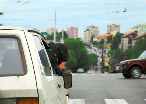 Head of big black dog in car on crossroad in Belgrade