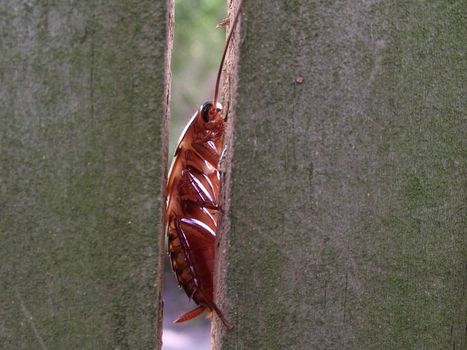 This close-up of a Florida roach was captured to add to my insect collection of photos.