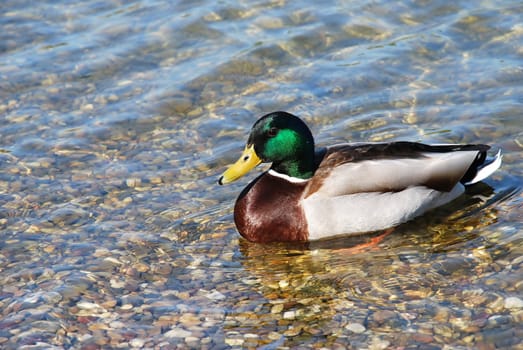 usual male duck green head over transparent water